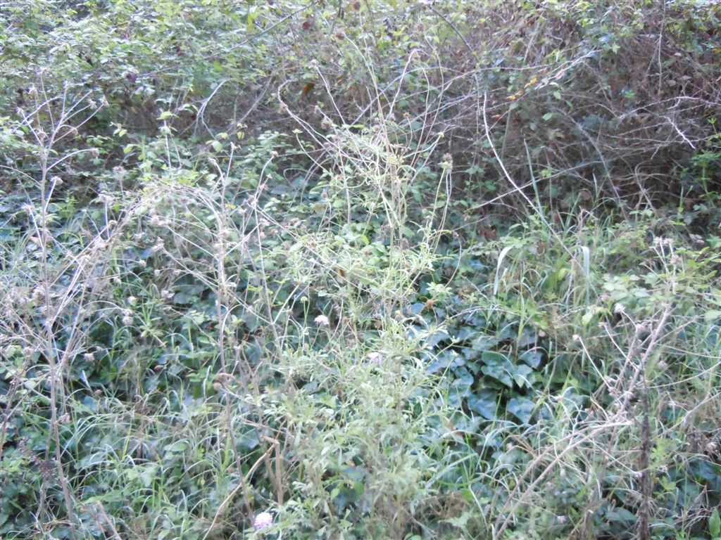Sixalix atropurpurea